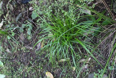 Carex megalepis, photographed by Joe Potter Butler