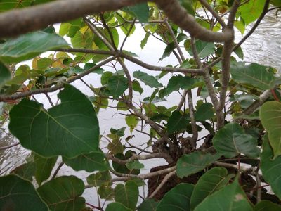 Ficus arnottiana, photographed by Manoj Karingamadathil