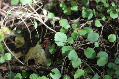 Brachyglottis sciadophila, photographed by Joe Potter Butler
