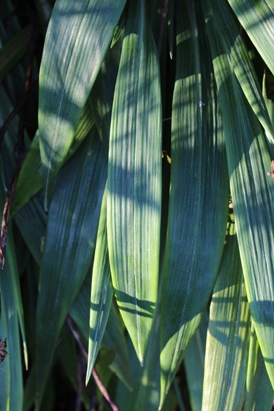 Celmisia mackaui, photographed by Joe Potter Butler