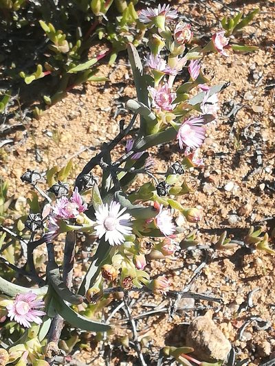 Ruschia aggregata, photographed by Noeleen du Toit