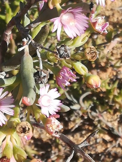 Ruschia aggregata, photographed by Noeleen du Toit