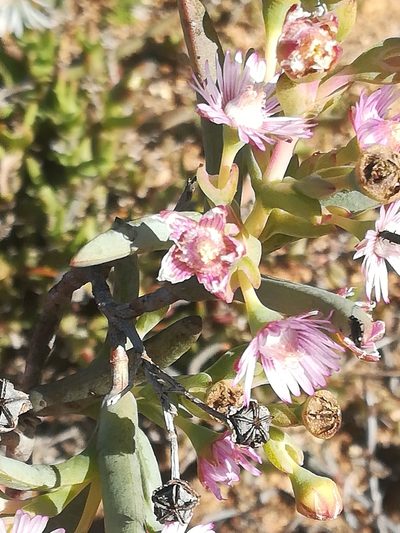 Ruschia aggregata, photographed by Noeleen du Toit