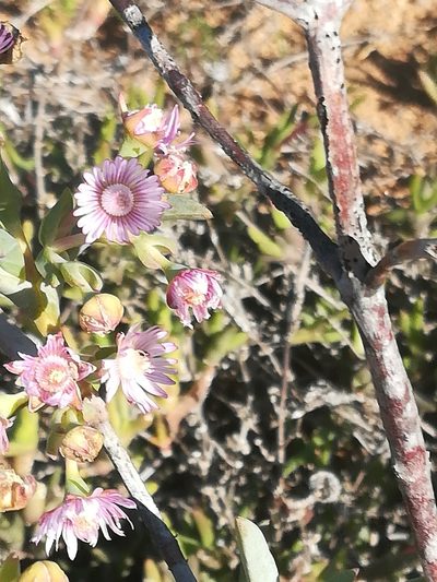 Ruschia aggregata, photographed by Noeleen du Toit
