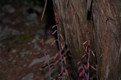 Bletia nitida, photographed by Michelle W. （鍾偉瑋）