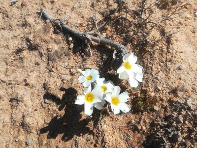 Oxalis annae, photographed by Noeleen du Toit