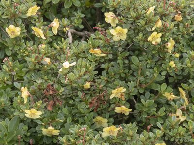 Rhododendron lepidotum, photographed by Sebastian Doak