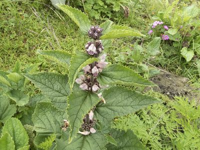 Phlomoides bracteosa, photographed by Sebastian Doak
