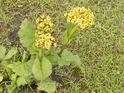 Ligularia amplexicaulis, photographed by Sebastian Doak