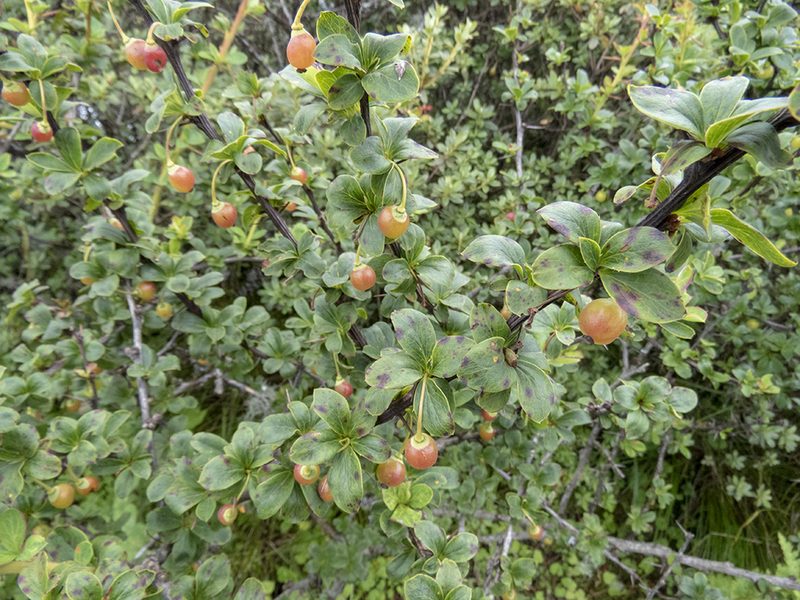 Berberis angulosa, photographed by Sebastian Doak