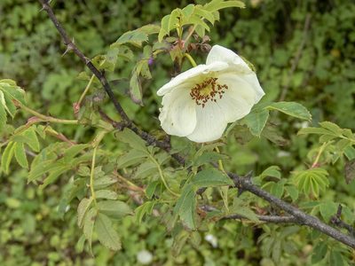 Rosa sericea, photographed by Sebastian Doak