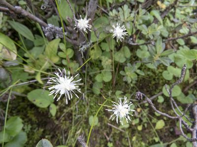 Juncus thomsonii, photographed by Sebastian Doak
