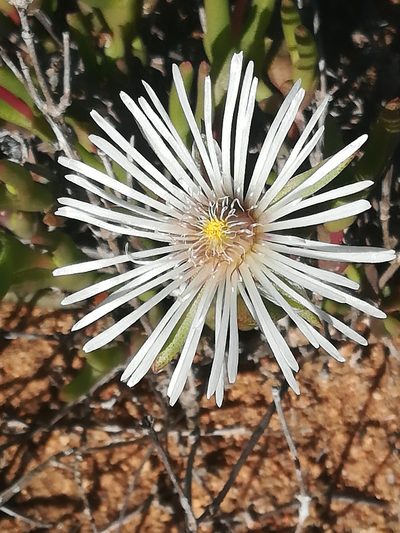 Vanzijlia annulata, photographed by Noeleen du Toit