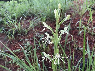 Habenaria macroceratitis, photographed by Luis F. Ramírez