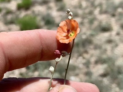 Sphaeralcea leptophylla, photographed by CK2AZ