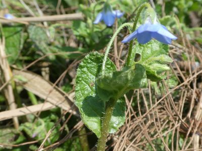 Borago pygmaea, photographed by Anthony O'Leary
