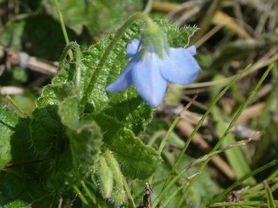 Borago pygmaea, photographed by Anthony O'Leary