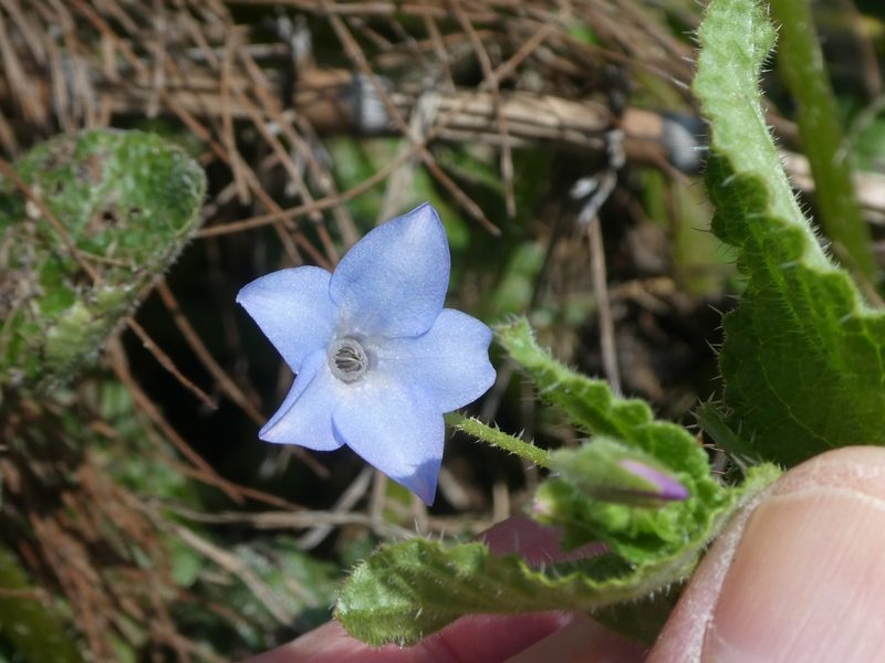 Borago pygmaea, photographed by Anthony O'Leary
