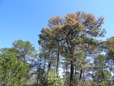 Pinus arizonica, photographed by Leticia Jiménez Hernández