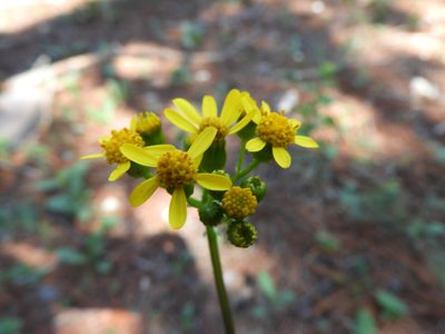 Packera coahuilensis, photographed by Leticia Jiménez Hernández