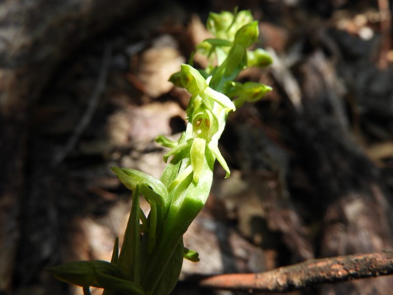 Platanthera brevifolia, photographed by Leticia Jiménez Hernández