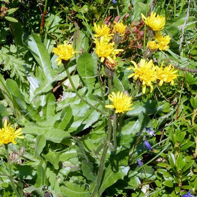 Crepis conyzifolia, photographed by Wolfgang Jauch