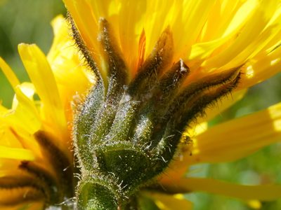 Crepis conyzifolia, photographed by Wolfgang Jauch