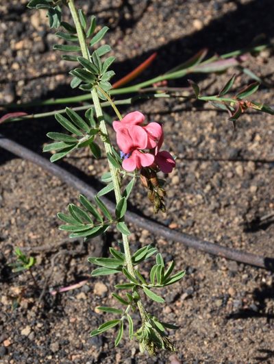 Indigofera poliotes, photographed by Andrew Gillespie