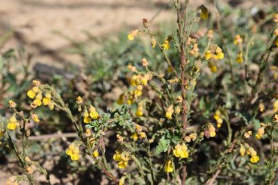 Hermannia stipulacea, photographed by Andrew Gillespie