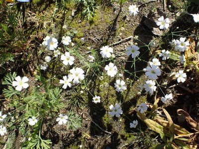 Gypsophila elegans, photographed by Matt Bowser