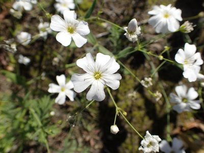 Gypsophila elegans, photographed by Matt Bowser
