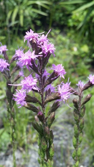 Liatris garberi, photographed by Jay Horn