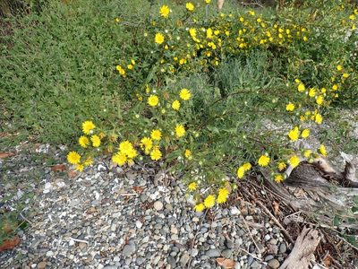 Grindelia integrifolia, photographed by John Brew