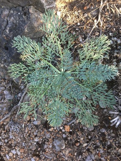 Seseli gummiferum, photographed by Андрей Тихонов