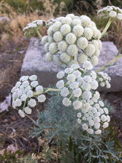 Seseli gummiferum, photographed by Андрей Тихонов
