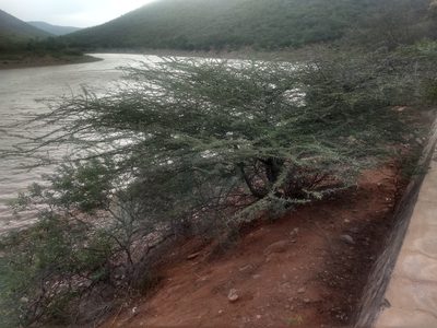 Vachellia planifrons, photographed by P Jeganathan