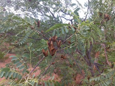 Chloroxylon swietenia, photographed by P Jeganathan