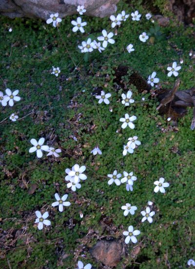 Arenaria balearica, photographed by Peter de Lange