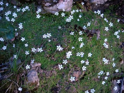 Arenaria balearica, photographed by Peter de Lange