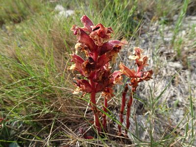 Orobanche alba, photographed by Thomas Koffel