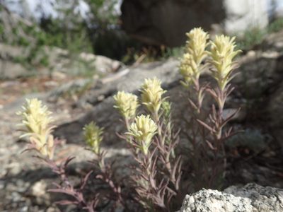 Castilleja nana, photographed by Scott Yarger