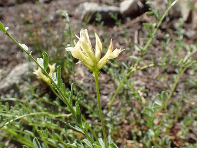 Astragalus bolanderi, photographed by Scott Yarger
