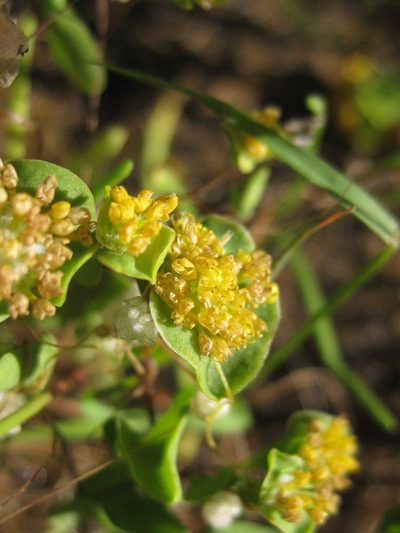 Dithyrostegia amplexicaulis, photographed by Andrew Thornhill