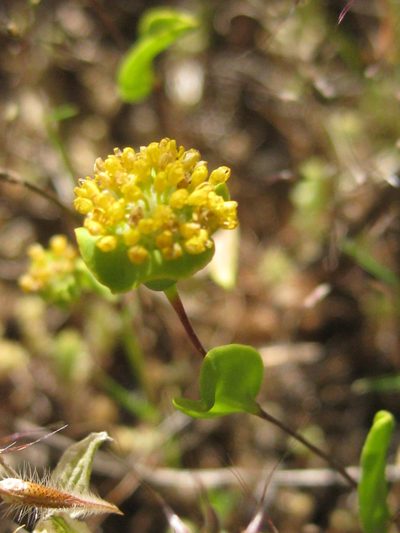 Dithyrostegia amplexicaulis, photographed by Andrew Thornhill