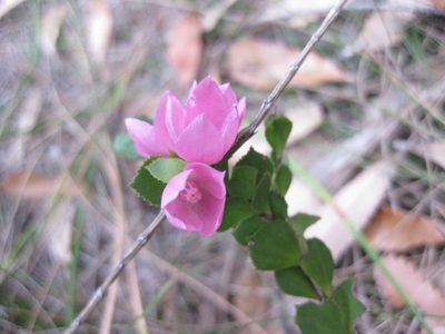 Boronia serrulata, photographed by Andrew Thornhill