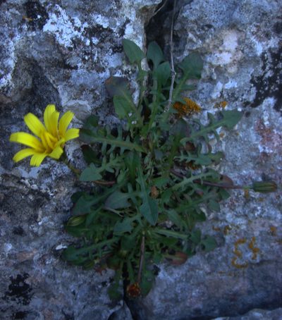 Robertia taraxacoides, photographed by Peter de Lange