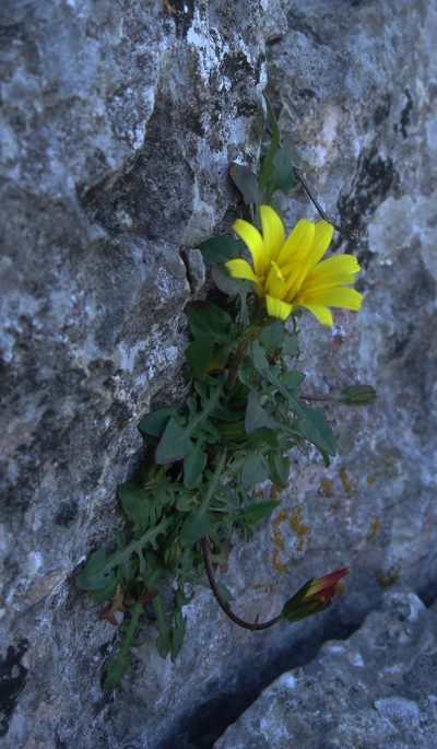 Robertia taraxacoides, photographed by Peter de Lange