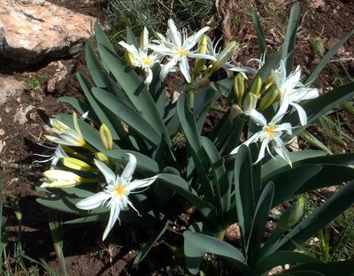Pancratium illyricum, photographed by Peter de Lange