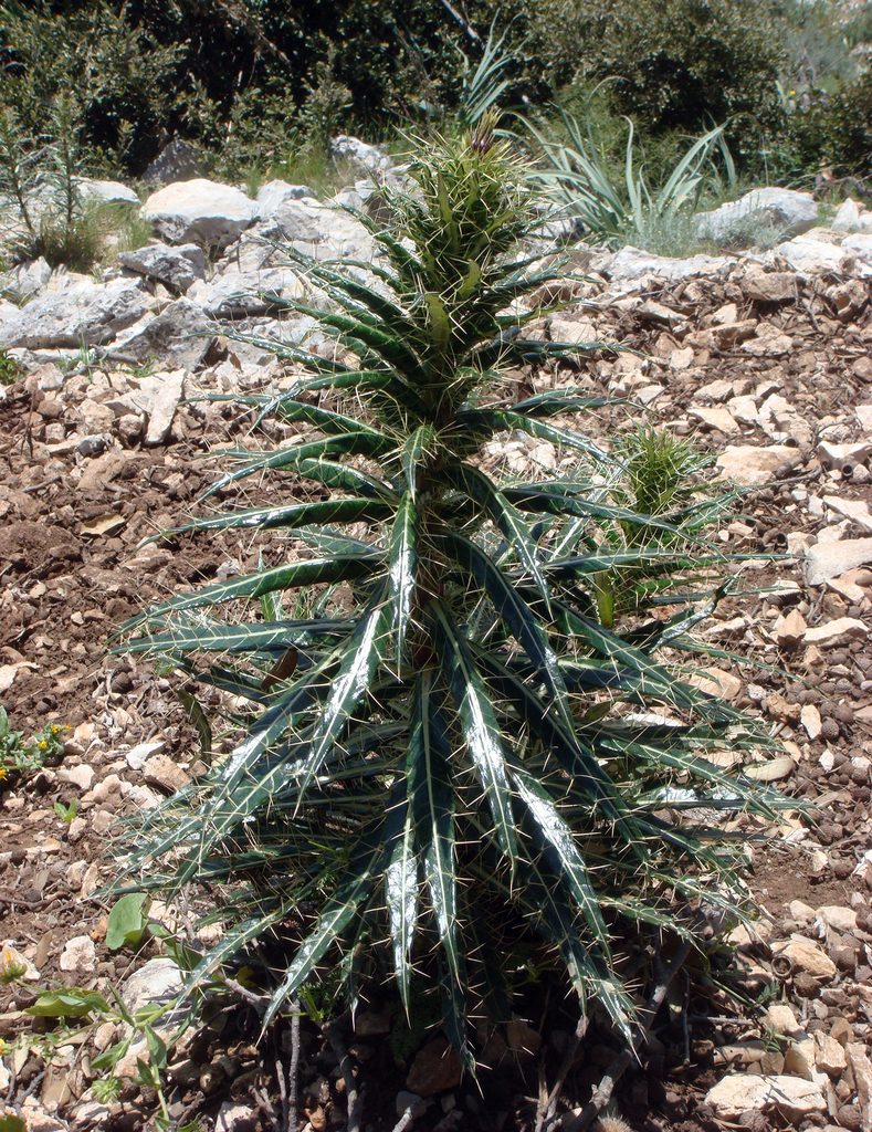 Ptilostemon casabonae, photographed by Peter de Lange