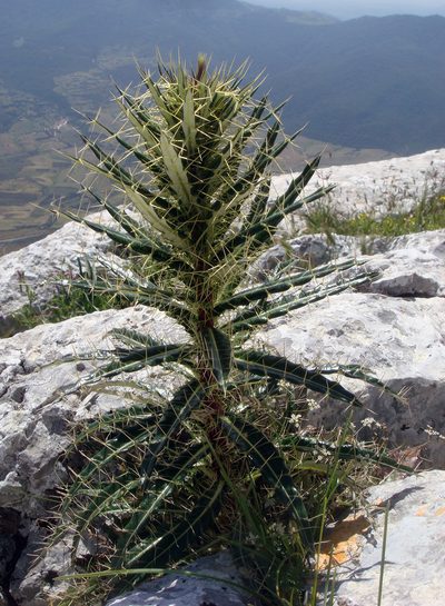 Ptilostemon casabonae, photographed by Peter de Lange